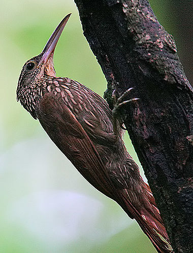 Ivory-billed woodcreeper